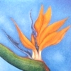 Birds of Paradise