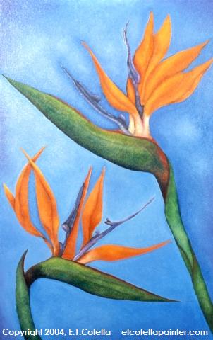 Birds of Paradise