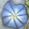 Morning Glories