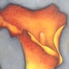 Calla Lillies