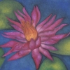 Water Lilly