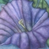 Nightshade